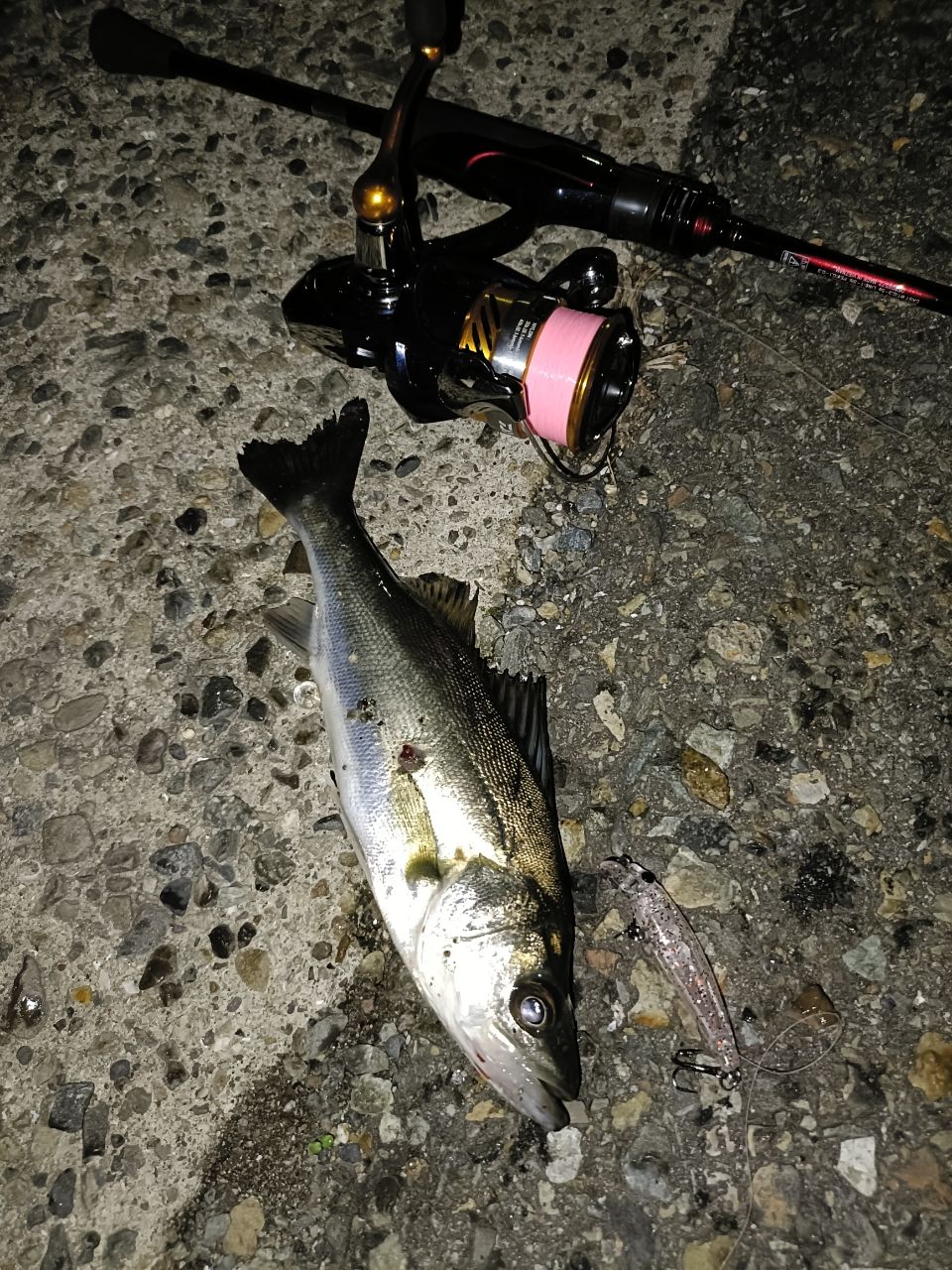 セイゴ（マルスズキ）