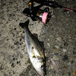 セイゴ（マルスズキ）