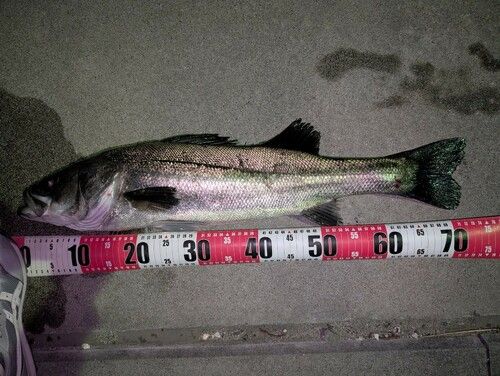 シーバスの釣果