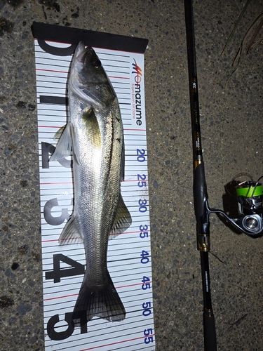 シーバスの釣果