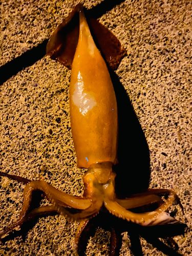 スルメイカの釣果