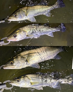 シーバスの釣果