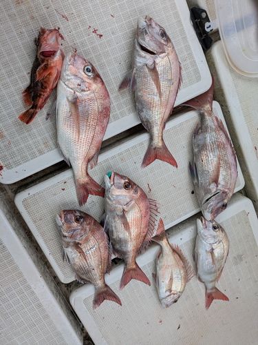 タイの釣果