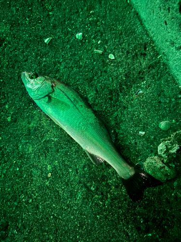 セイゴ（マルスズキ）の釣果