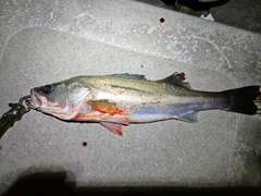シーバスの釣果