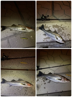 シーバスの釣果