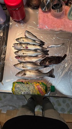 若洲海浜公園海釣り施設