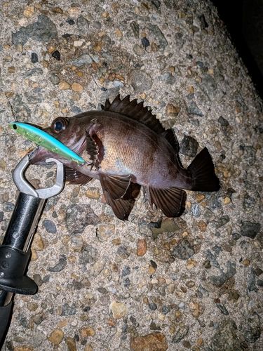 クロメバルの釣果