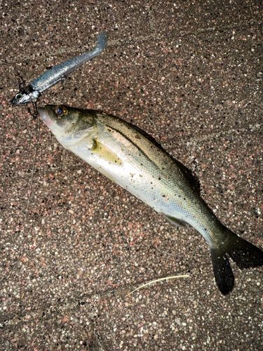 豊洲ぐるり公園