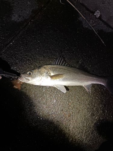 大野お台場公園前