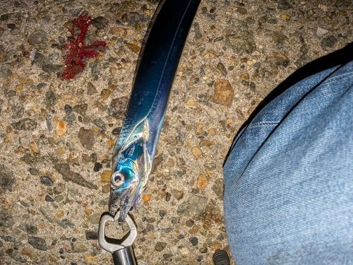 タチウオの釣果