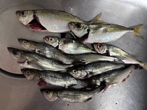 大黒海づり施設