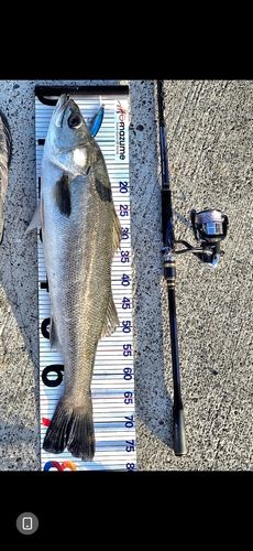 シーバスの釣果