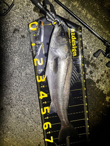 東京湾（アクアライン〜富津）