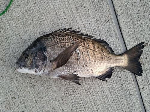 南芦屋浜ベランダ