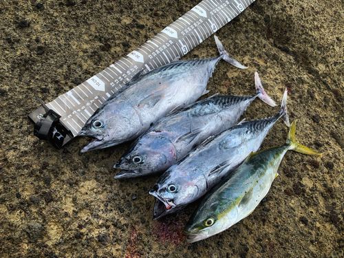 スマガツオの釣果