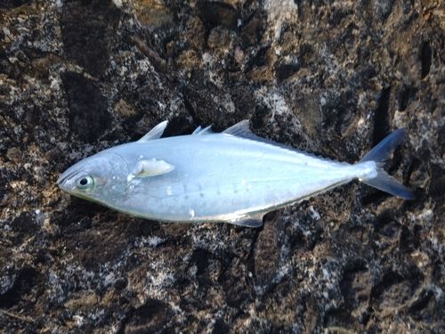 イケカツオの釣果