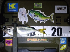 マアジの釣果