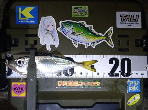 マアジの釣果
