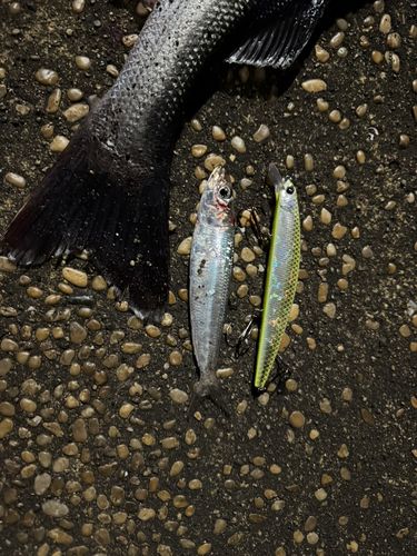 マイワシの釣果
