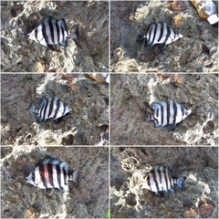 サンバソウの釣果