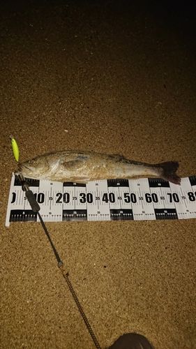 新舞子海岸（いわき）