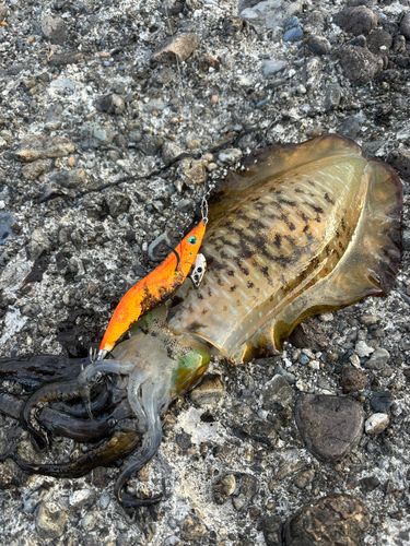 アオリイカの釣果