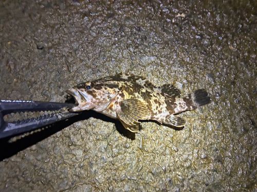 タケノコメバルの釣果