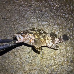 タケノコメバル