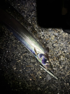 タチウオの釣果