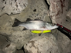 セイゴ（ヒラスズキ）の釣果