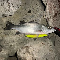 セイゴ（ヒラスズキ）