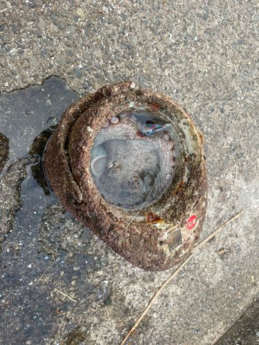 タコの釣果