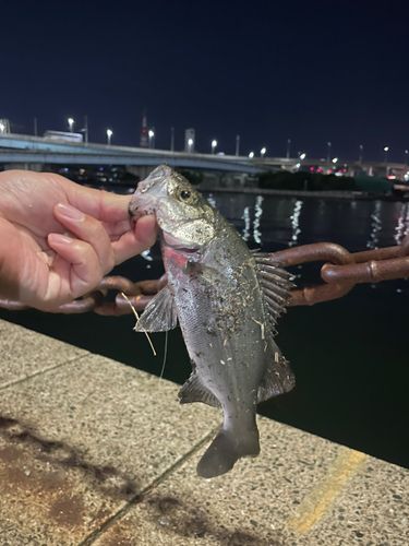 セイゴ（マルスズキ）の釣果