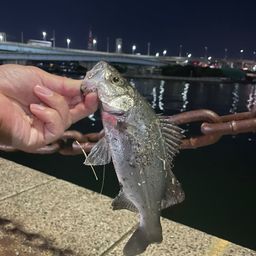 セイゴ（マルスズキ）