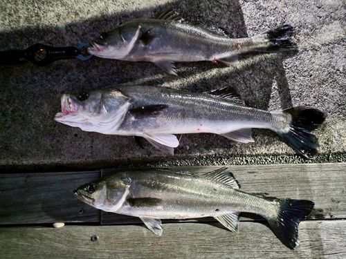 シーバスの釣果