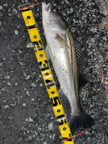 シーバスの釣果