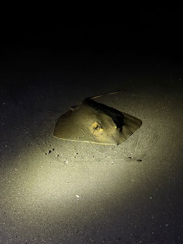 新舞子海岸（富津）