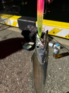 タチウオの釣果