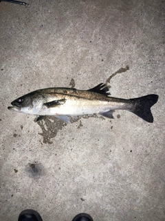 フッコ（マルスズキ）の釣果