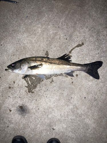 フッコ（マルスズキ）の釣果