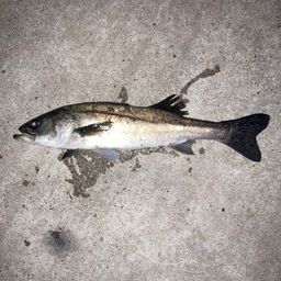 フッコ（マルスズキ）