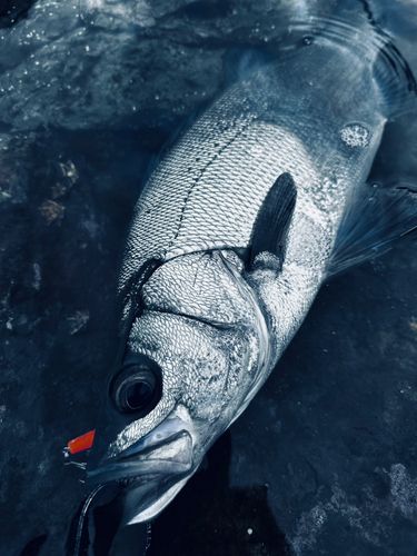 ヒラスズキの釣果