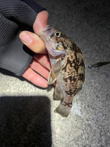 クロソイの釣果