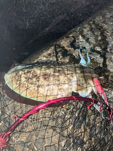 モンゴウイカの釣果