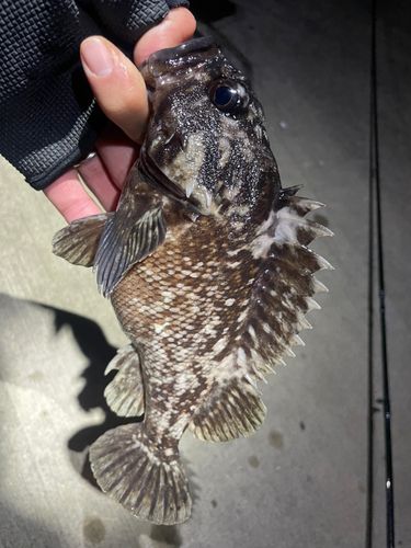 ムラソイの釣果