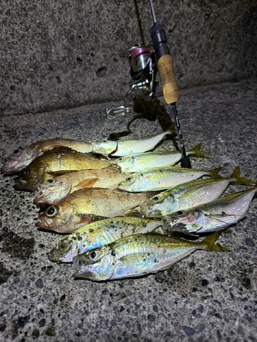 アジの釣果