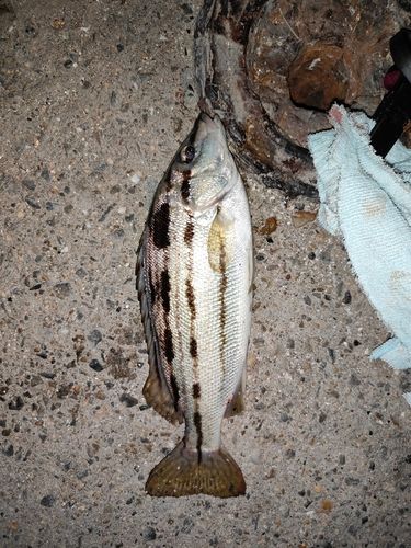 碧南海釣り公園