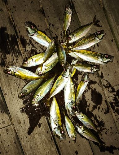 マアジの釣果