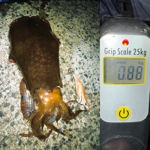 アオリイカの釣果